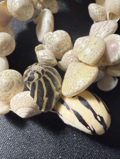 Close-up of Zebra Nerite shells showing bold black-and-cream striping against ivory shell mix