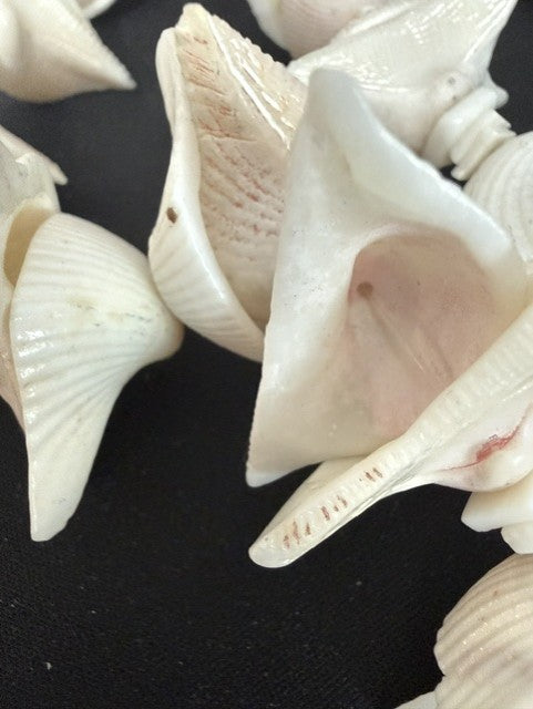Close-up showing blush pink interior of whelk shells