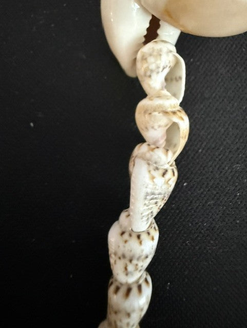 Close-up of turritella spiral shells with natural brown markings