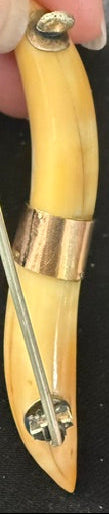 Antique Victorian wild boar tusk brooch pin showing two joined tusks with gold-tone collar and pin hardware