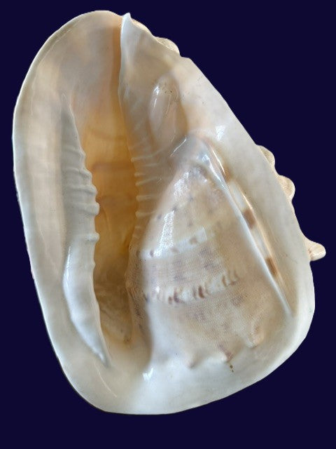 Large natural conch shell blowing horn showing broad cream-colored opening