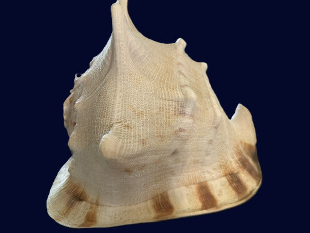 Side view of large natural conch shell trumpet showing sculptural horns and ridged texture