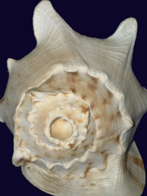 Spiral end and mouthpiece of large functional conch shell blowing horn