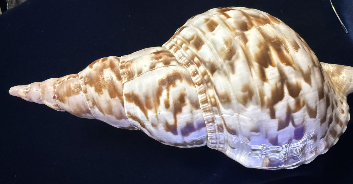 Large Natural Triton Spiral Conch Shell — 9.5 Inches, Perfect Condition, Glossy Finish, Collector Quality