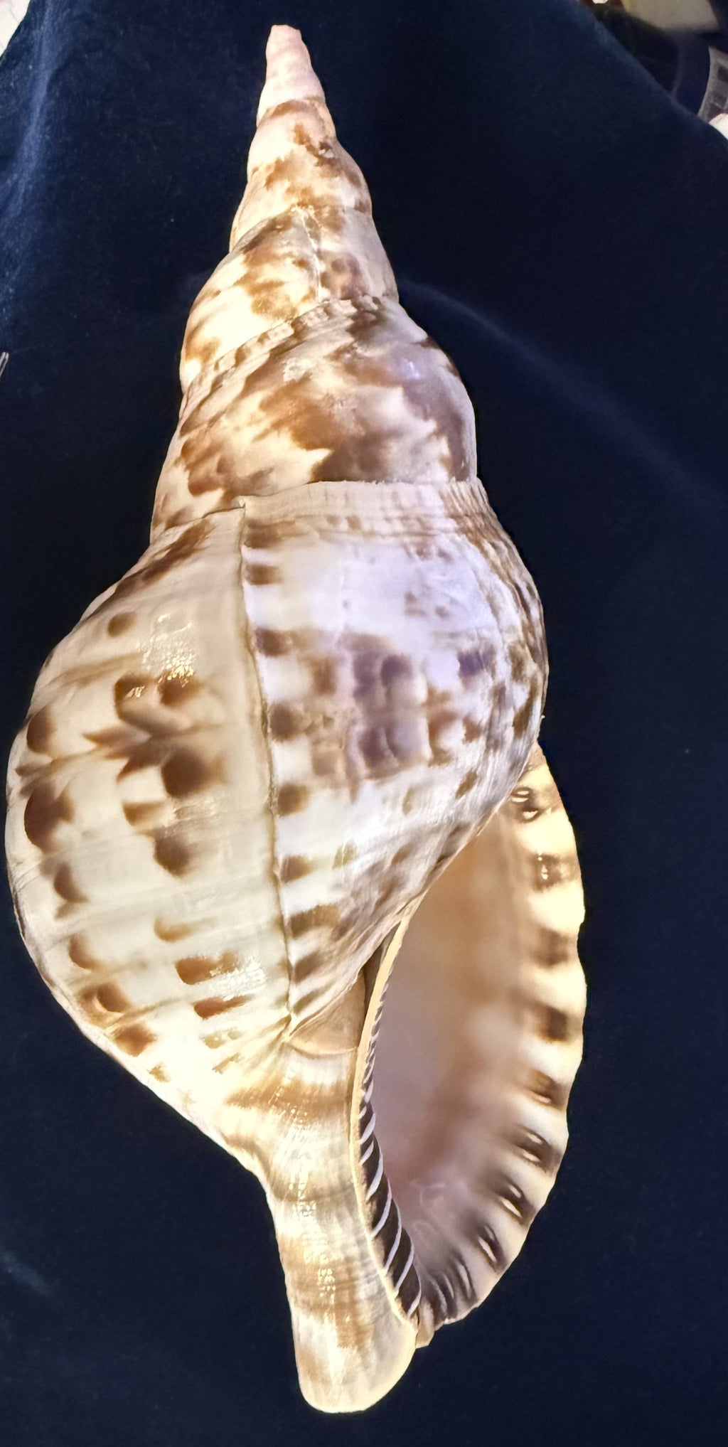 Large Natural Triton Spiral Conch Shell — 9.5 Inches, Perfect Condition, Glossy Finish, Collector Quality