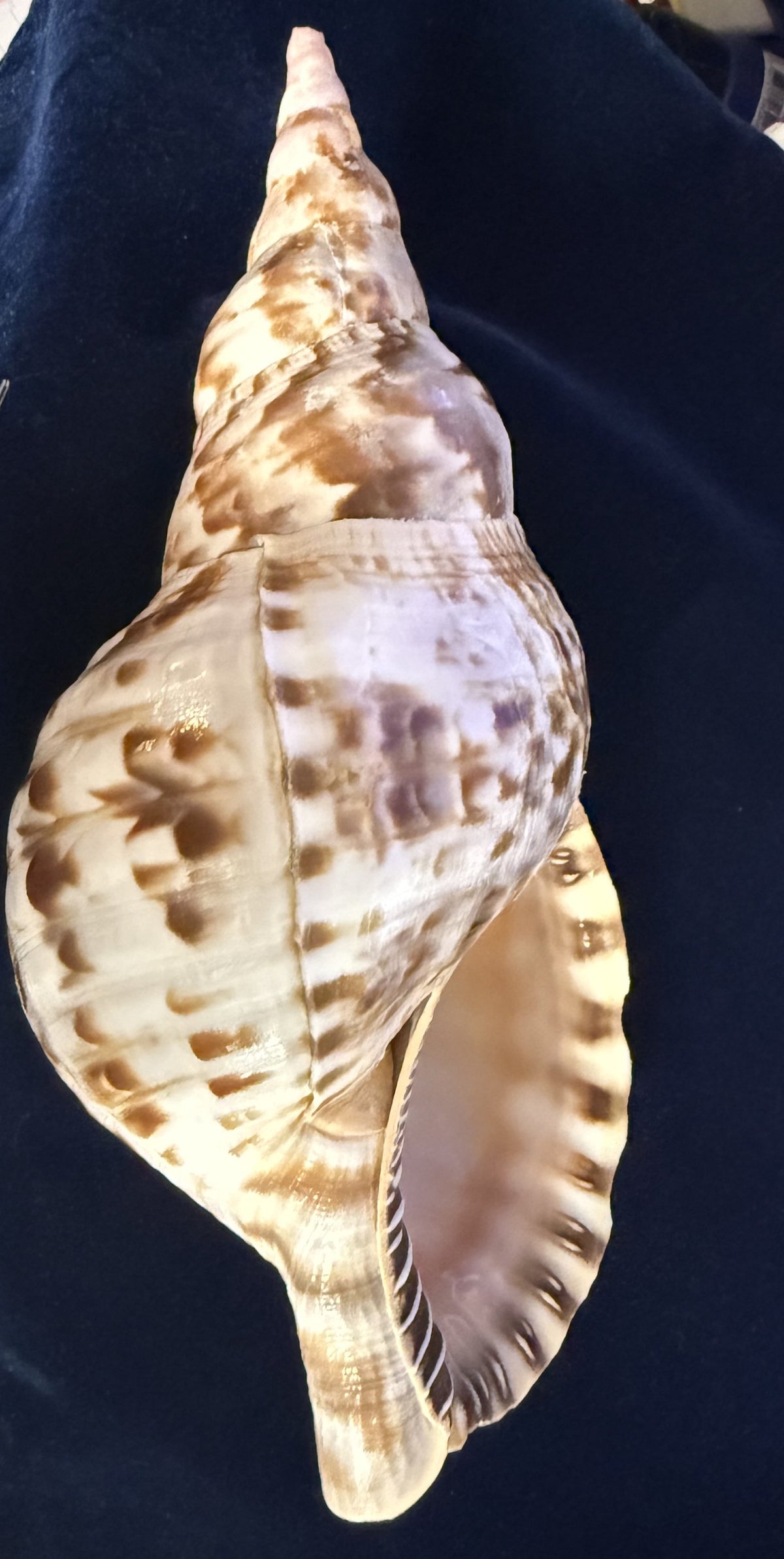 Large Natural Triton Spiral Conch Shell — 9.5 Inches, Perfect Condition, Glossy Finish, Collector Quality