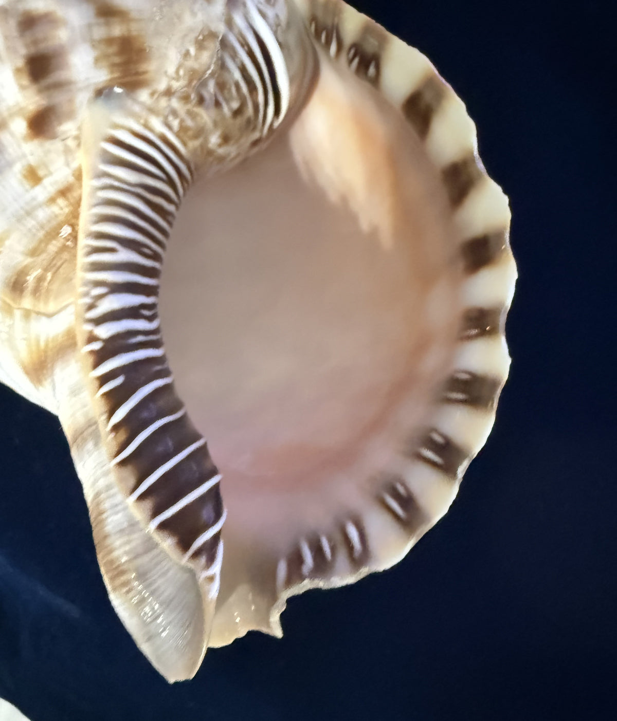 Large Natural Triton Spiral Conch Shell — 9.5 Inches, Perfect Condition, Glossy Finish, Collector Quality