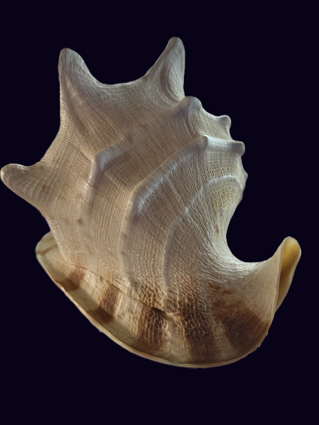 Reverse angle of large natural conch shell horn showing dramatic points and natural texture