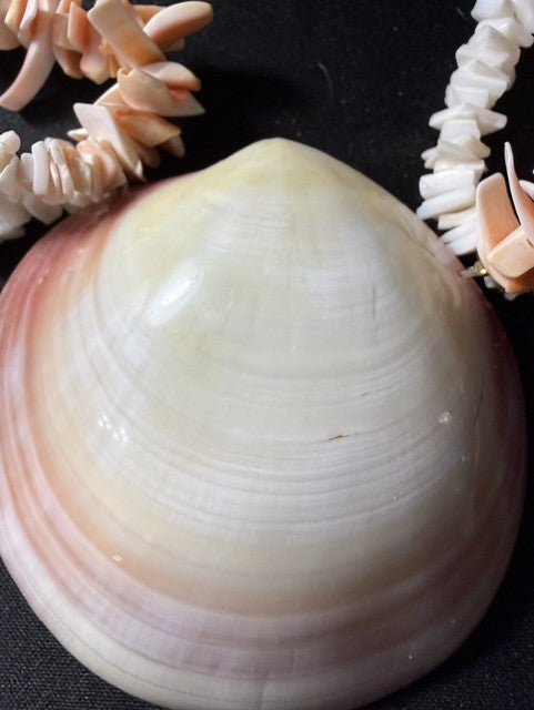 Detail of shell chip strands with spiral snail shells and cut clam pieces