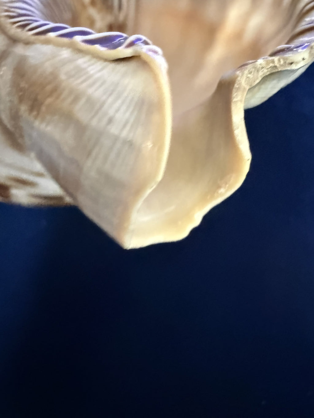 Large Natural Triton Spiral Conch Shell — 9.5 Inches, Perfect Condition, Glossy Finish, Collector Quality