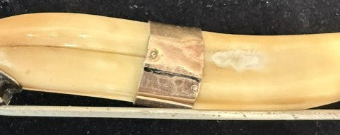 Antique Victorian boar tusk brooch pin with ruler showing approximately 4 inch length